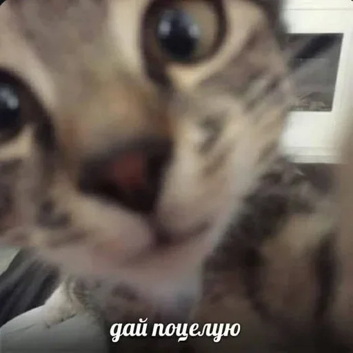 💗 Стикер «kitten$» для Telegram