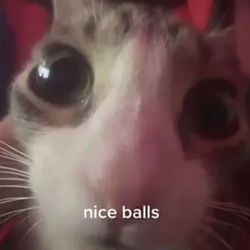 😮 Стикер «kitten$» для Telegram
