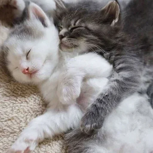 💗 Стикер «kitten$» для Telegram