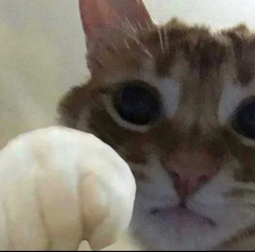 😵 Стикер «kitten$» для Telegram
