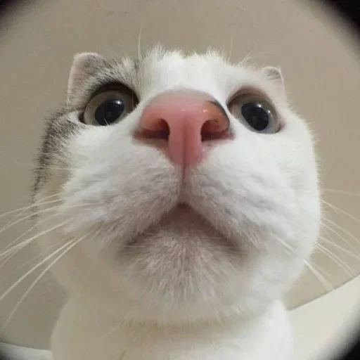 😟 Стикер «kitten$» для Telegram