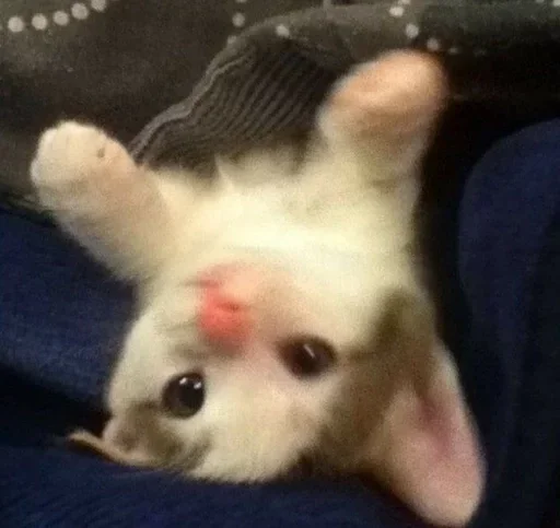 💗 Стикер «kitten$» для Telegram