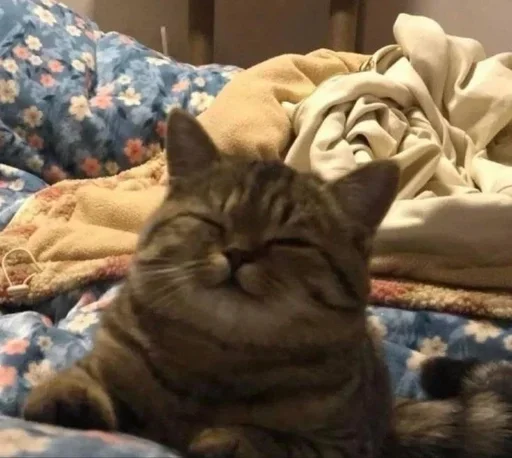 😐 Стикер «kitten$» для Telegram