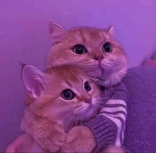 💗 Стикер «kitten$» для Telegram
