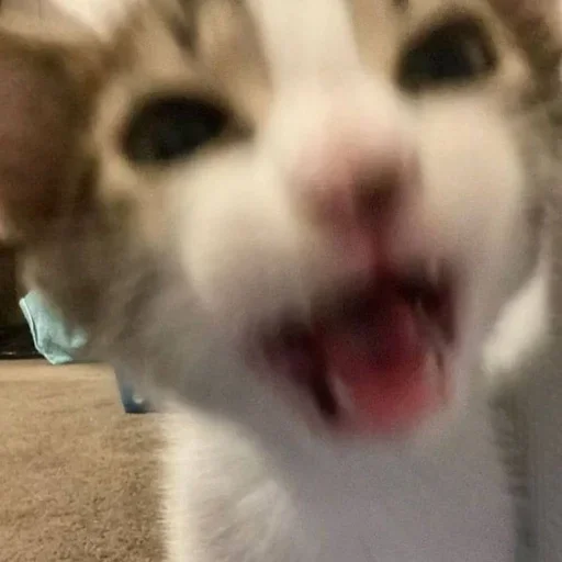 💗 Стикер «kitten$» для Telegram