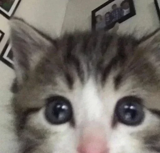 😐 Стикер «kitten$» для Telegram