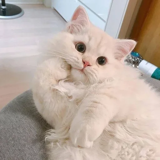 🙂 Стикер «kitten$» для Telegram