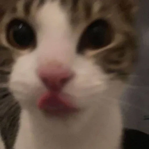 💗 Стикер «kitten$» для Telegram