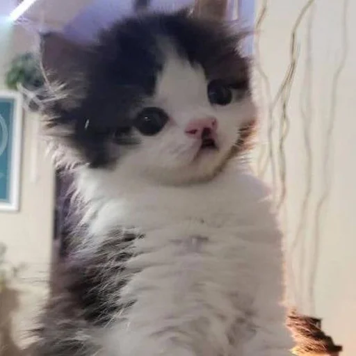 🤔 Стикер «kitten$» для Telegram
