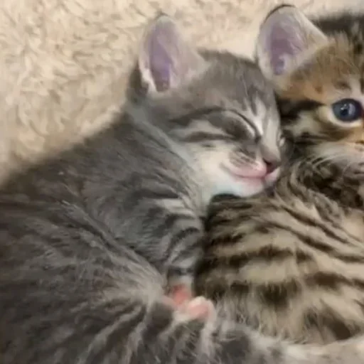 💗 Стикер «kitten$» для Telegram