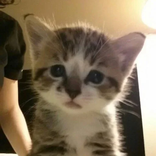 😭 Стикер «kitten$» для Telegram