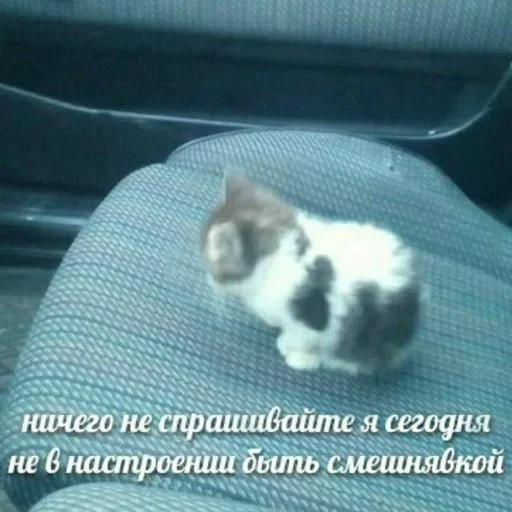 😭 Стикер «kitten$» для Telegram