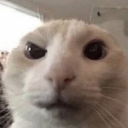 🤨 Стикер «kitten$» для Telegram
