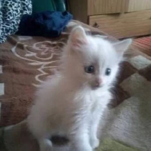 🤔 Стикер «kitten$» для Telegram