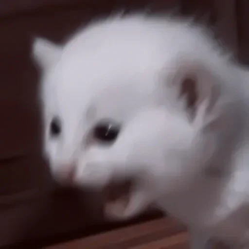 😨 Стикер «kitten$» для Telegram