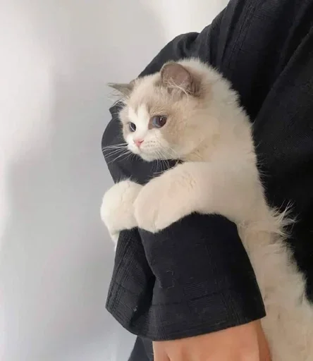 ☹️ Стикер «kitten$» для Telegram