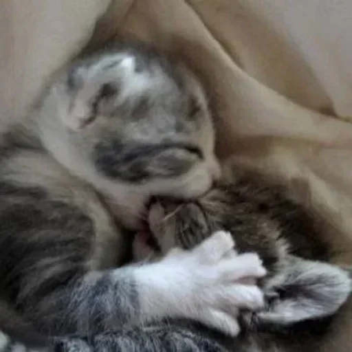 💗 Стикер «kitten$» для Telegram