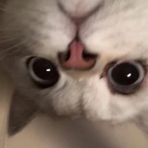 😐 Стикер «kitten$» для Telegram