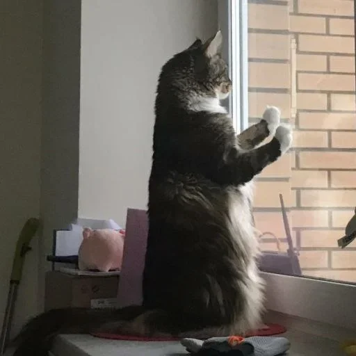 ☹️ Стикер «kitten$» для Telegram