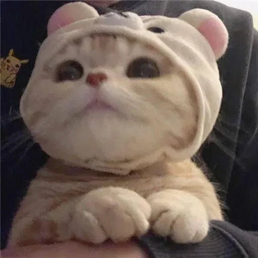 😊 Стикер «kitten$» для Telegram