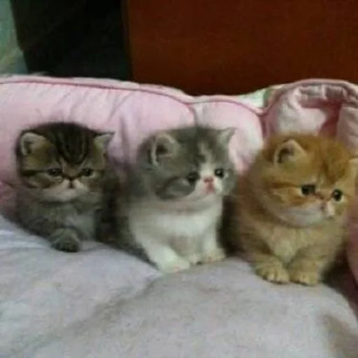 🤔 Стикер «kitten$» для Telegram