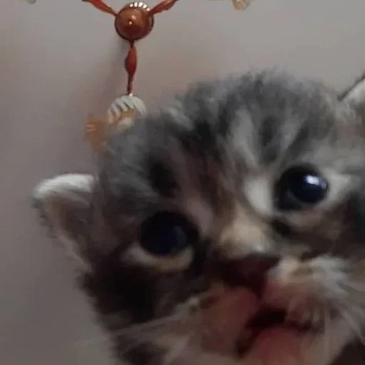 😐 Стикер «kitten$» для Telegram