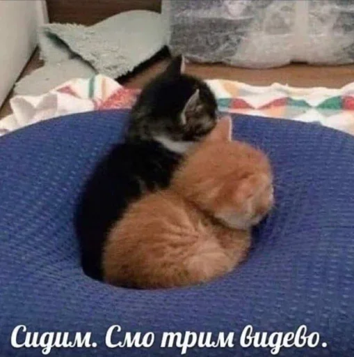 😭 Стикер «kitten$» для Telegram