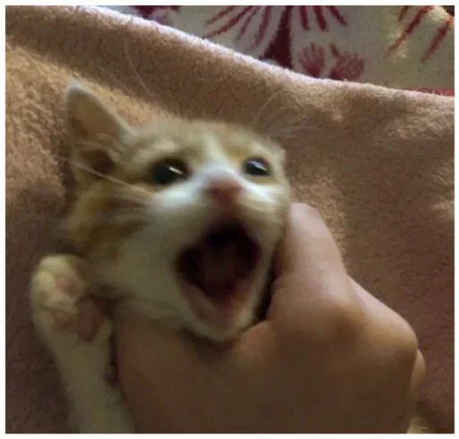 😳 Стикер «kitten$» для Telegram