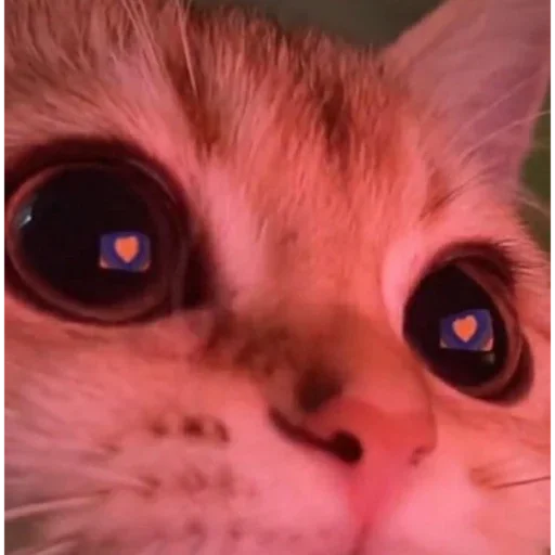 💞 Стикер «kitten$» для Telegram
