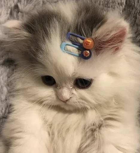 ☹️ Стикер «kitten$» для Telegram