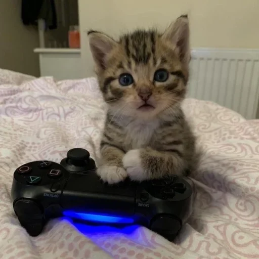 🎮 Стикер «kitten$» для Telegram