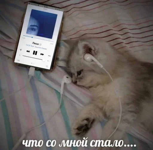 😭 Стикер «kitten$» для Telegram