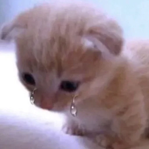 😢 Стикер «kitten$» для Telegram
