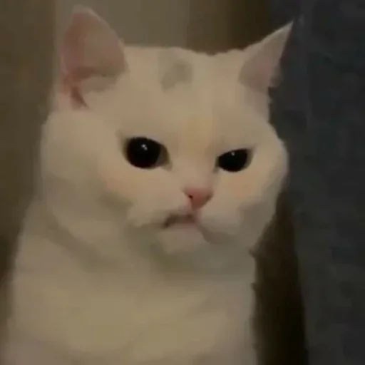 😠 Стикер «kitten$» для Telegram