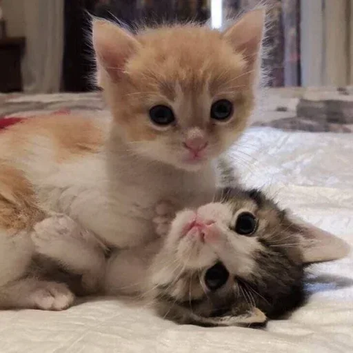 💗 Стикер «kitten$» для Telegram