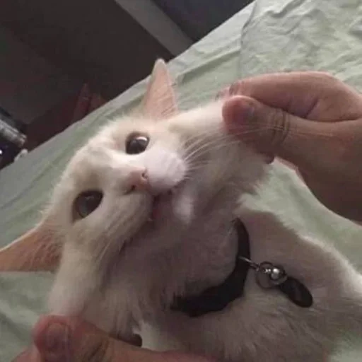 😑 Стикер «kitten$» для Telegram