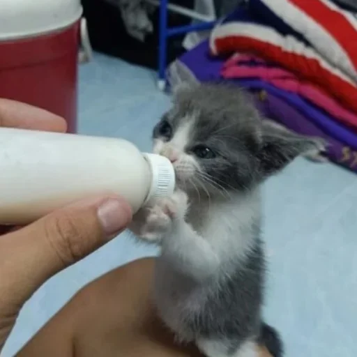 💗 Стикер «kitten$» для Telegram