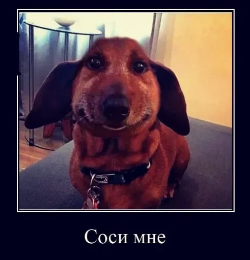 🐕 Стикер «So diversity?» для Telegram