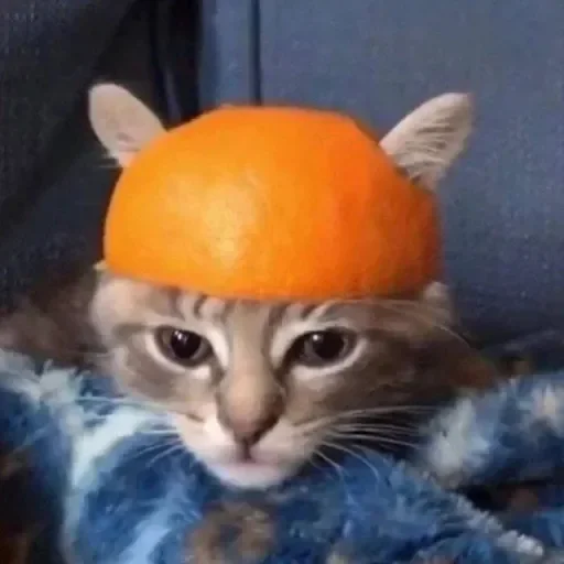 🍊 Стикер «раздал стиля» для Telegram