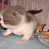 Стикер 11 🍎 Кекисы #1