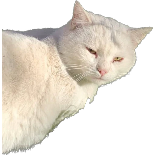 😼 Стикер «Кекисы» для Telegram