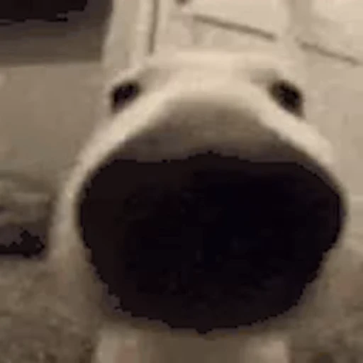🐶 Стикер «Кекисы» для Telegram