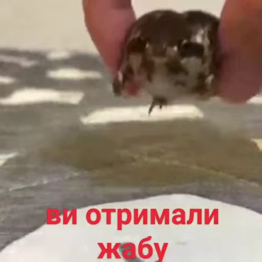 🌟 Стикер «pack 5» для Telegram
