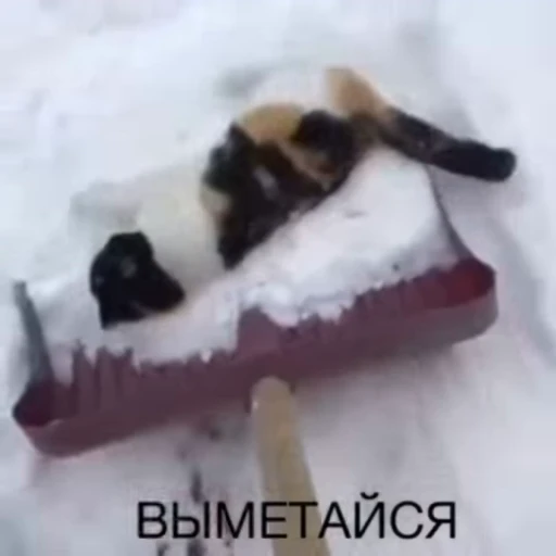 🌟 Стикер «pack 5» для Telegram