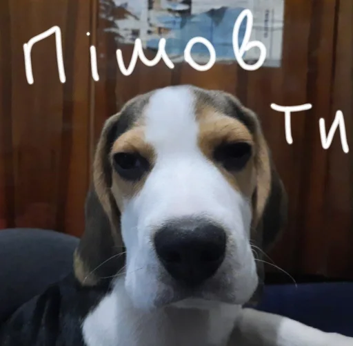😛 Стикер «Beagle Amor» для Telegram