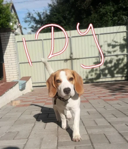🚶‍♀️ Стикер «Beagle Amor» для Telegram