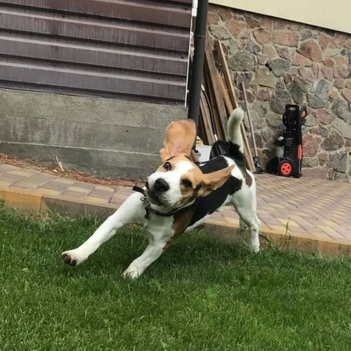 🙃 Стикер «Beagle Amor» для Telegram