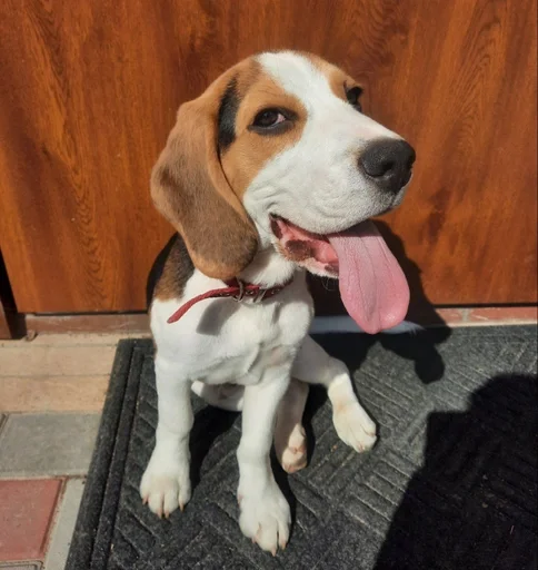 😛 Стикер «Beagle Amor» для Telegram
