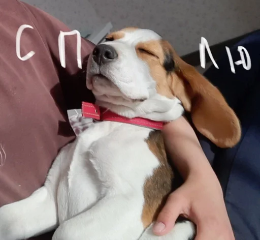 😴 Стикер «Beagle Amor» для Telegram