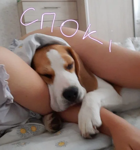 😴 Стикер «Beagle Amor» для Telegram